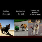 Medium and Large Dog Pet Solar + USB Charging LED Light Collar, Neck Circumference Size: L, 50-60cm