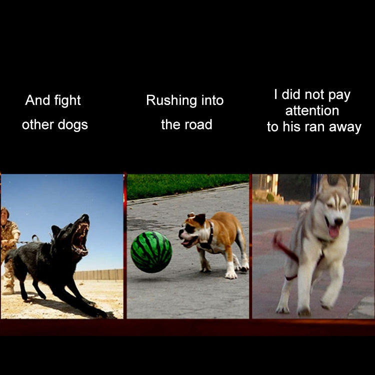 Medium and Large Dog Pet Solar + USB Charging LED Light Collar, Neck Circumference Size: L, 50-60cm