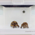 Digital Round Shaped Reptile Box Centigrade Thermometer & Hygrometer with Screen Display — Black