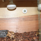 Digital Round Shaped Reptile Box Centigrade Thermometer & Hygrometer with Screen Display — Orange