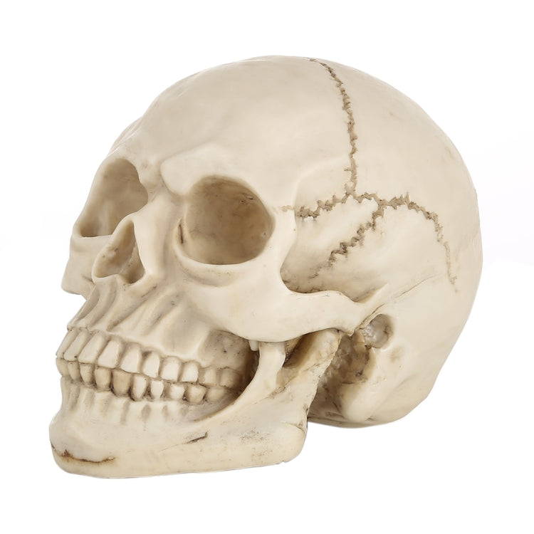 Hallowmas Prop Gadget Display, Size: 19(L) x 13(W) x 14cm(H), Skull Head