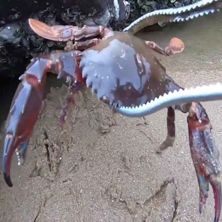 Crab Tongs Loach Tongs Sea Tool