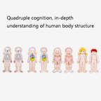 Onshine Five-Layer Human Body Structure Puzzle Wooden Puzzles For Children Physical Cognition — view 5