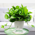 Transparent Plastic Double-Layer Water Storage Automatic Water-Absorbing Flowerpot — A703 Caliber 8.2cm