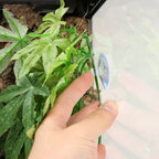 Climbing Pet Boxes Aquarium Fish Tank Landscaping Simulation Plant, Style: