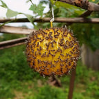 Outdoor Fruit Fly Mosquito Citrus Trap Sticky Ball — view 5