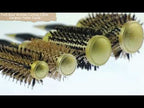 25mm Twill Boar Bristles Curling Comb Ceramic Roller Comb - YouTube Video