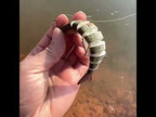 HENGJIA 17.8cm 38g 8 Section Fish Fake Bait(1) - YouTube Video