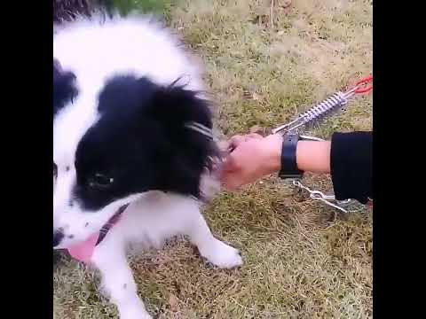 Double-end Steel Wire Rope Pet Dogs 2 in 1 Traction Rope Pet Walking Leads With Handle, Length: 3m,Random Color Delivery - YouTube Video