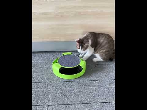 Pet Supplies Cat Plastic Catch the Mouse Interactive Turntable Pet Toys - YouTube Video