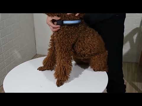 Medium and Large Dog Pet Solar + USB Charging LED Light Collar, Neck Circumference Size: L, 50-60cm(Orange) - YouTube Video