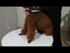 Medium and Large Dog Pet Solar + USB Charging LED Light Collar, Neck Circumference Size: L, 50-60cm(Orange) - YouTube Video