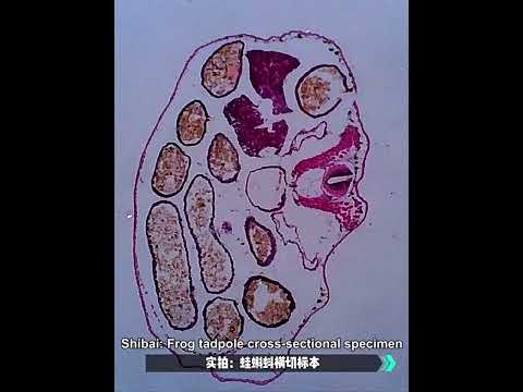 Portable Student Biological Experiment Observation Handheld Microscope, Model: YM240 - YouTube Video