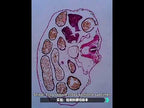 Portable Student Biological Experiment Observation Handheld Microscope, Model: YM240 - YouTube Video