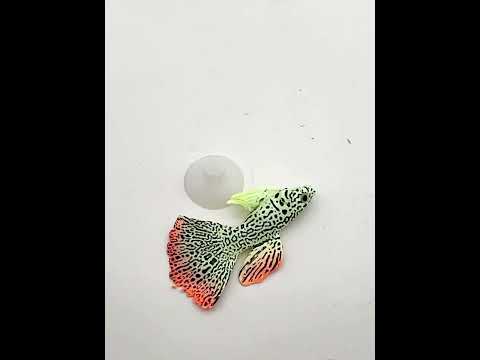 Simulation Luminous Tropical Fish Tank Landscaping Fake Decorations(F01 Pink God Cumilus) - YouTube Video