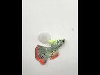 Simulation Luminous Tropical Fish Tank Landscaping Fake Decorations(F01 Pink God Cumilus) - YouTube Video