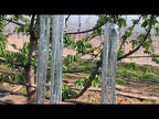 Garden Laser Reflective Bird Repellent Strips Balcony Orchard Decorative Reflective Tape(Silver) - YouTube Video