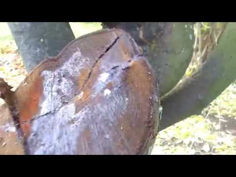 BSIDE EMT01 Wood Moisture Meter Pin Moisture Tester - YouTube Video