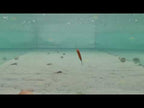 HENGJIA 5.5cm 6.6g Mino Luya Fake Bait Long Casting Sinking Bionic Lure(1) - YouTube Video