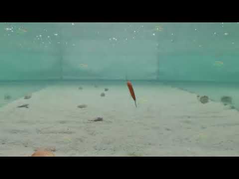 HENGJIA 5.5cm 6.6g Mino Luya Fake Bait Long Casting Sinking Bionic Lure(1) - YouTube Video