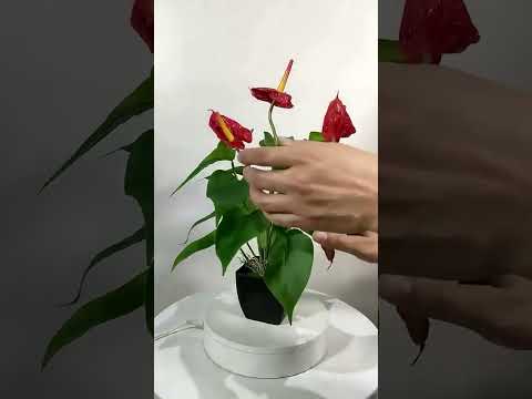 Artificial Flower Calla Plant Potted Home Decoration Green Plant(Orange) - YouTube Video