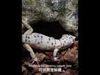 S Reptile Simulation Rocks Hideaway House Turtle Sunbed - YouTube Video