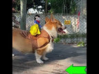 Creative Cowboy Riding Halloween Funny Funny Dress Up Pet Clothes, Size: S(With Hat) - YouTube Video
