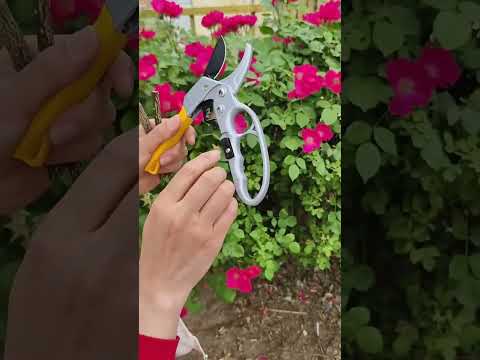 Labor-saving Hand Garden Gardening Shears Beak Manual Branch Pruning Shears - YouTube Video