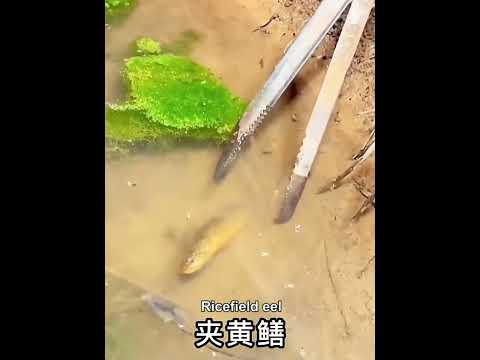 Crab Tongs Loach Tongs Sea Tool, Model: 30cm Straight Clip - YouTube Video