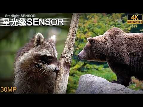 NV2186 Handle HD Digital Reconnament Hunting Safety Monitoring Camera - YouTube Video